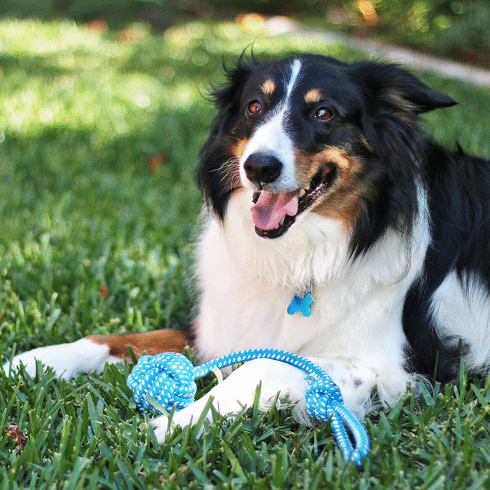 11-Pack Dog Rope Toys – Teething Toys for Small & Medium Dogs - Image 7