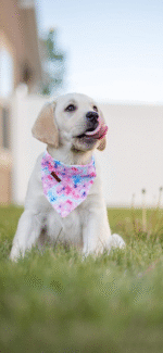 Bandana for Boy Girl Small Medium Large Dogs, Comfortable Bibs Scarf, Adjustable Square Kerchief - Image 5